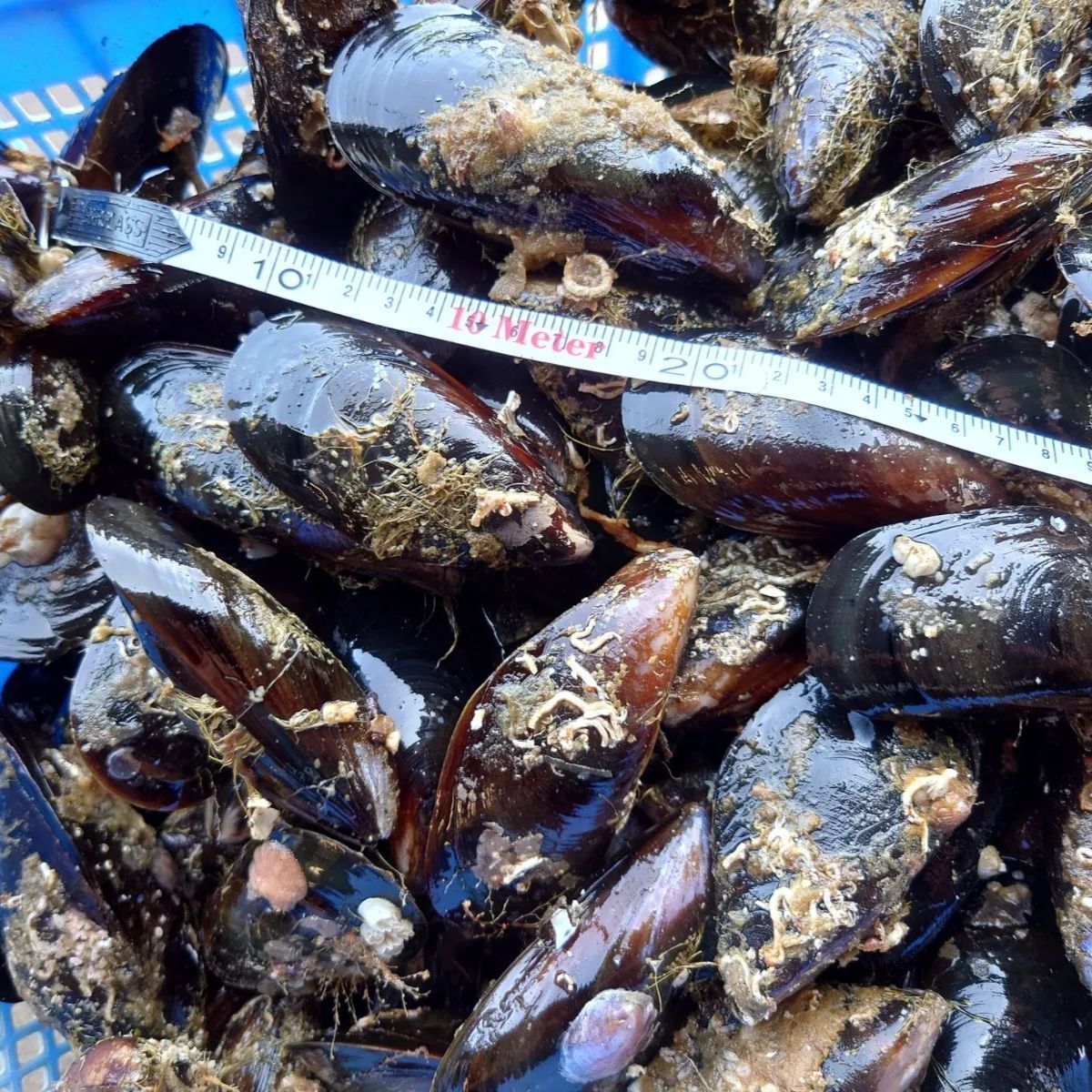 釣餌用カラス貝Lサイズ（冷凍） - メルカリ