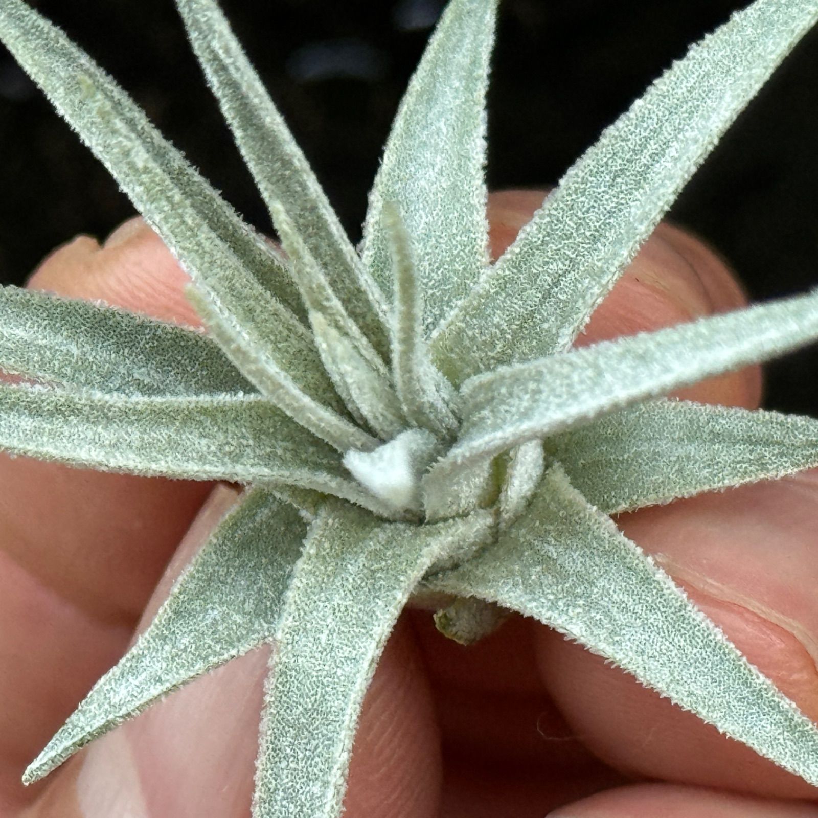チランジア モーリアナ(モウリアナ) Tillandsia mauryana＊エア