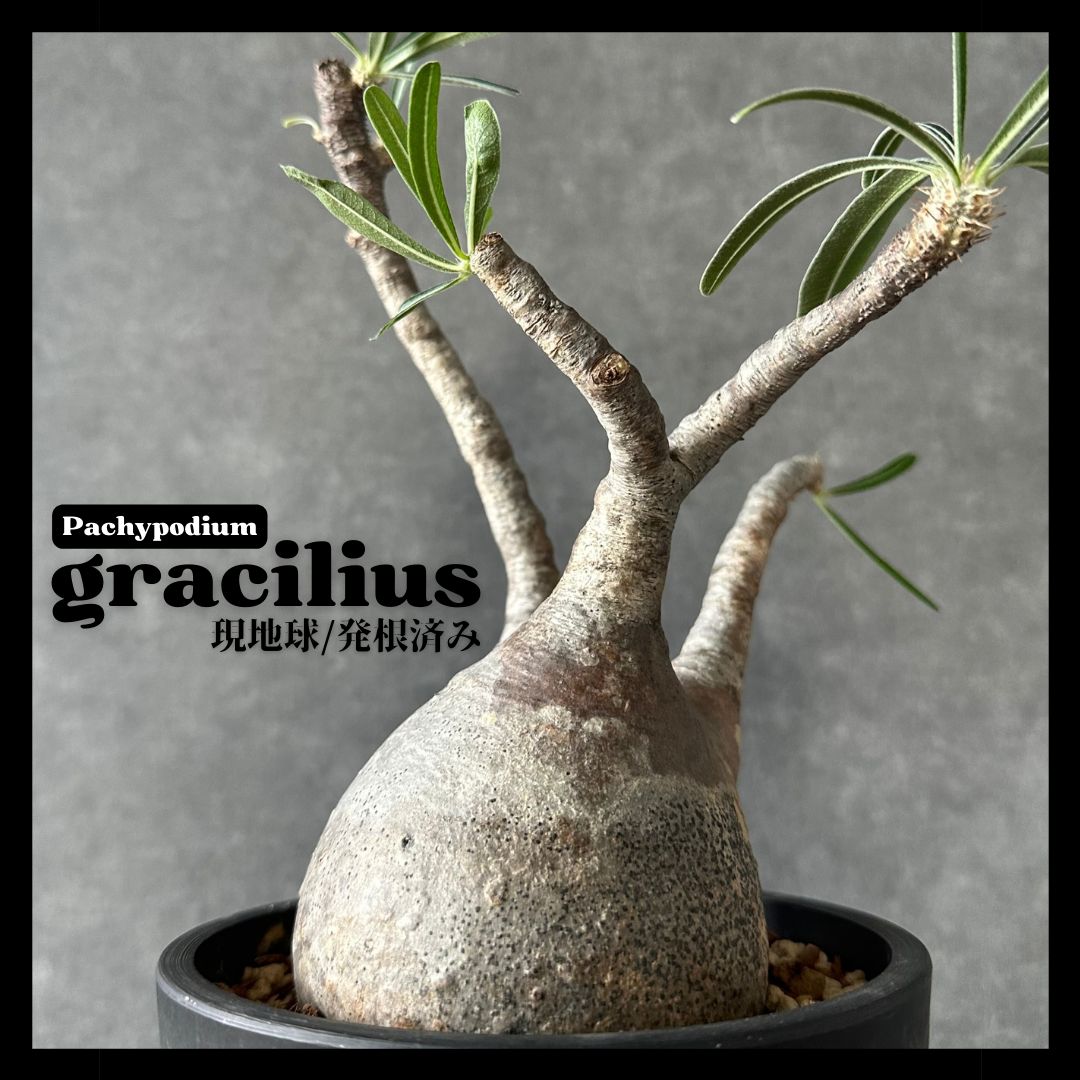 現地球・発根済L】パキポディウム グラキリス 鉢付き 塊根植物