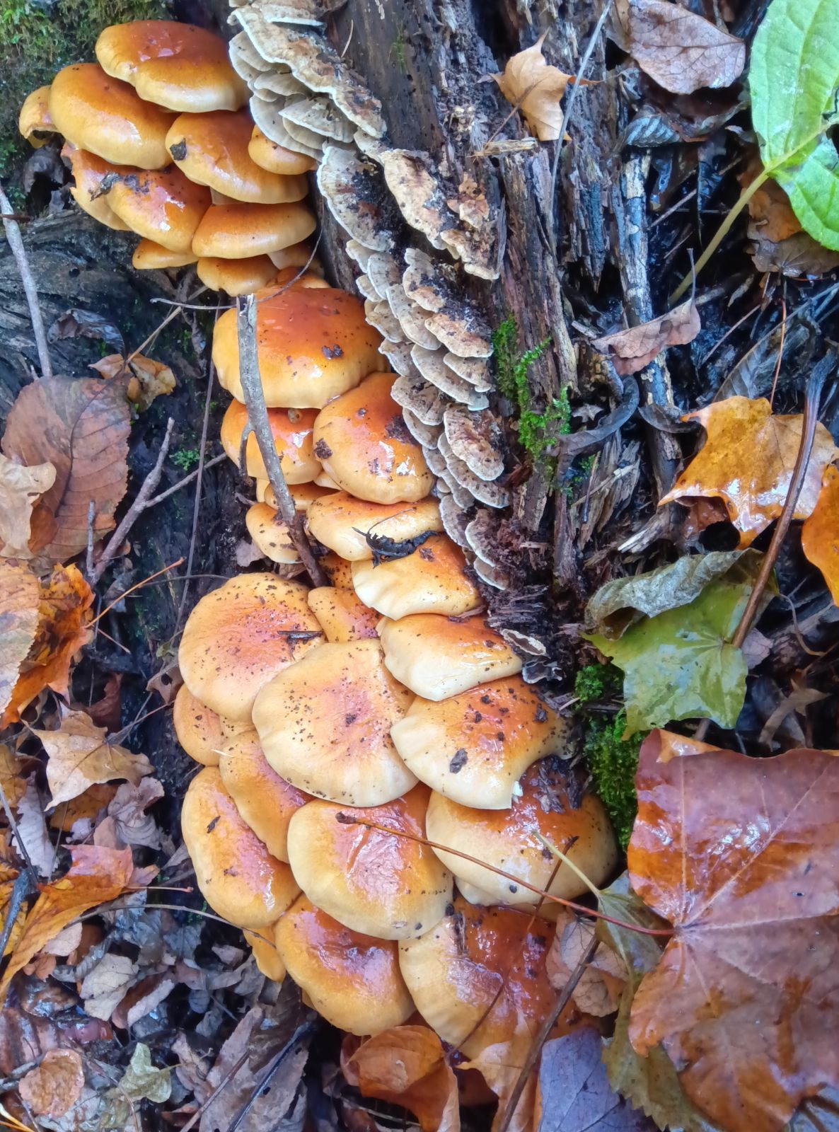 DAKSハウスチェックテディベア イギリスヴィンテージ ダックス