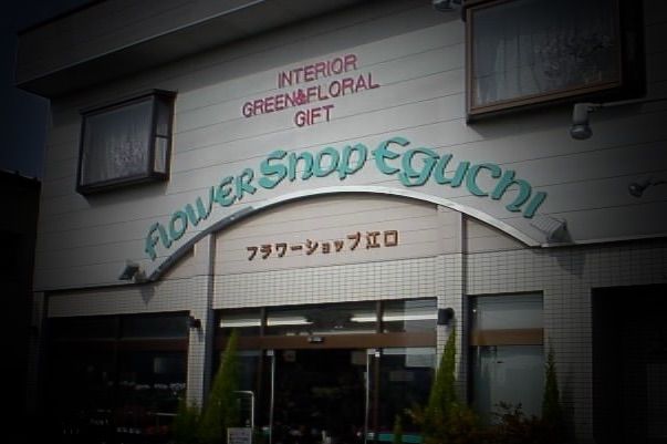 メルカリshops 大 ティランジア アエラントス テディベアaeranthosteddybear