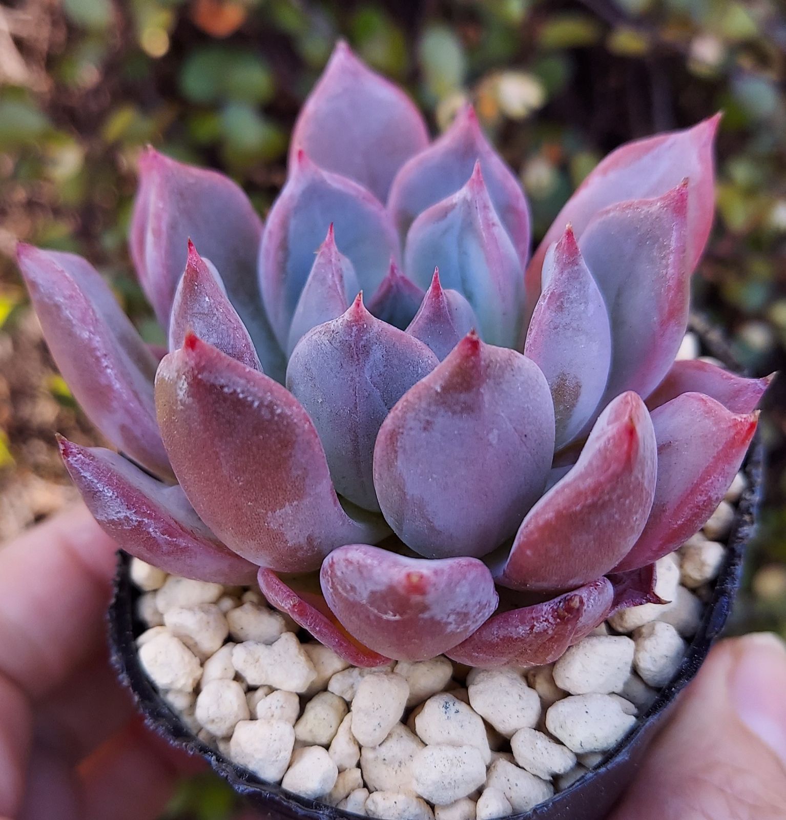 セゴビア 多肉植物 カット苗 エケベリア 韓国苗 - メルカリ