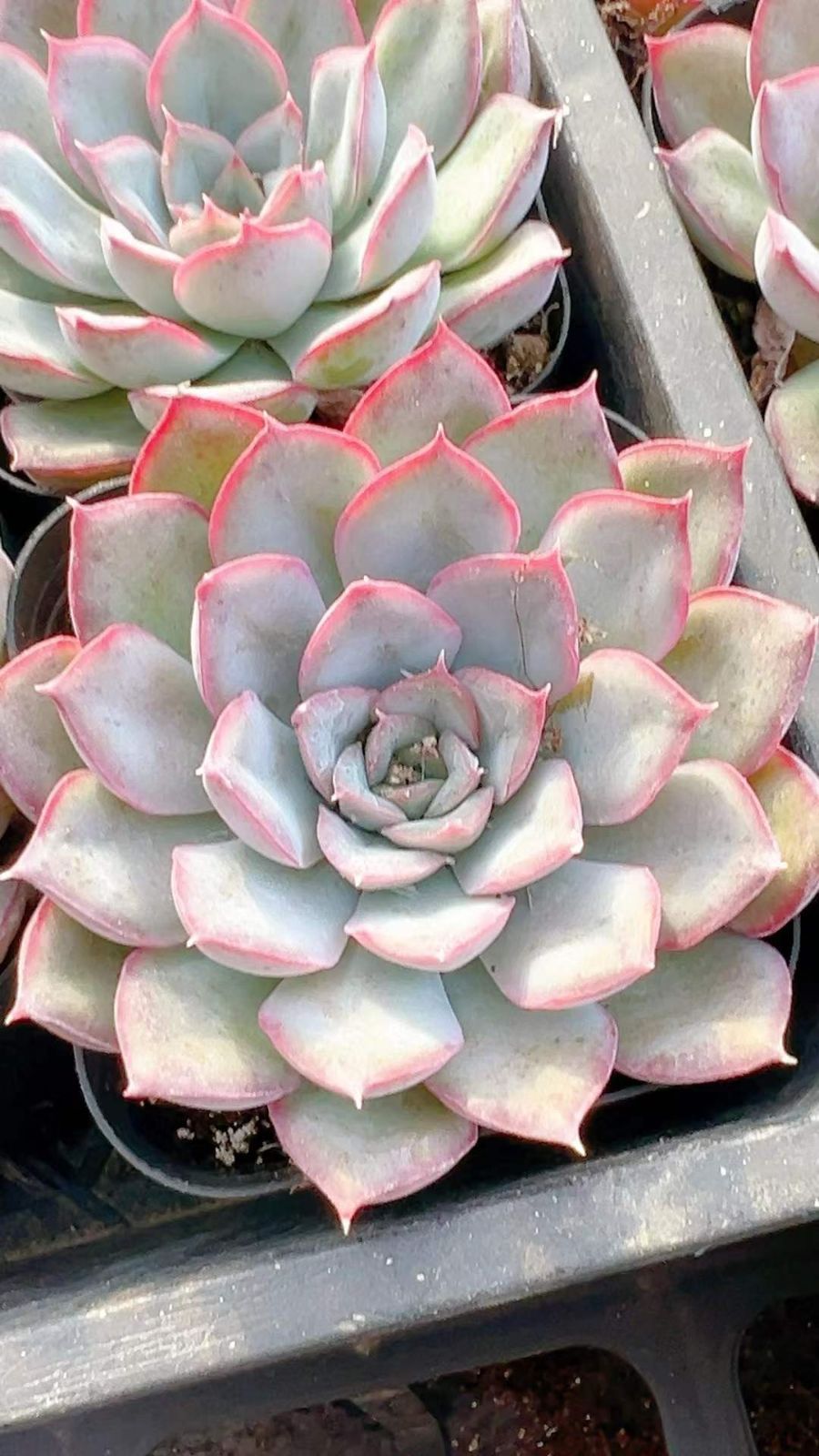 ラフィオナクメ ベルチナ 巨大 塊根植物 多肉 フィオナ