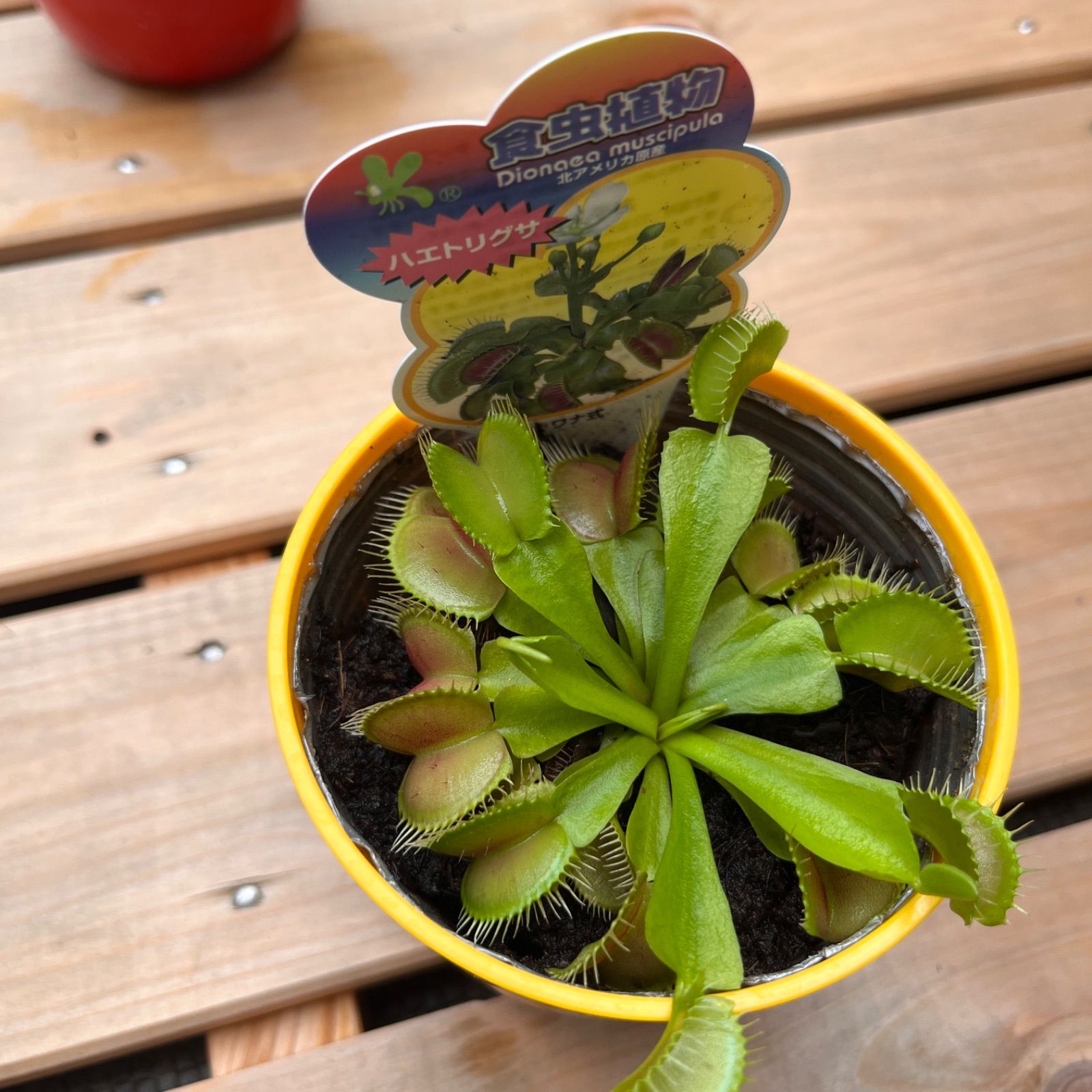 食虫植物 3種類 セット - メルカリ