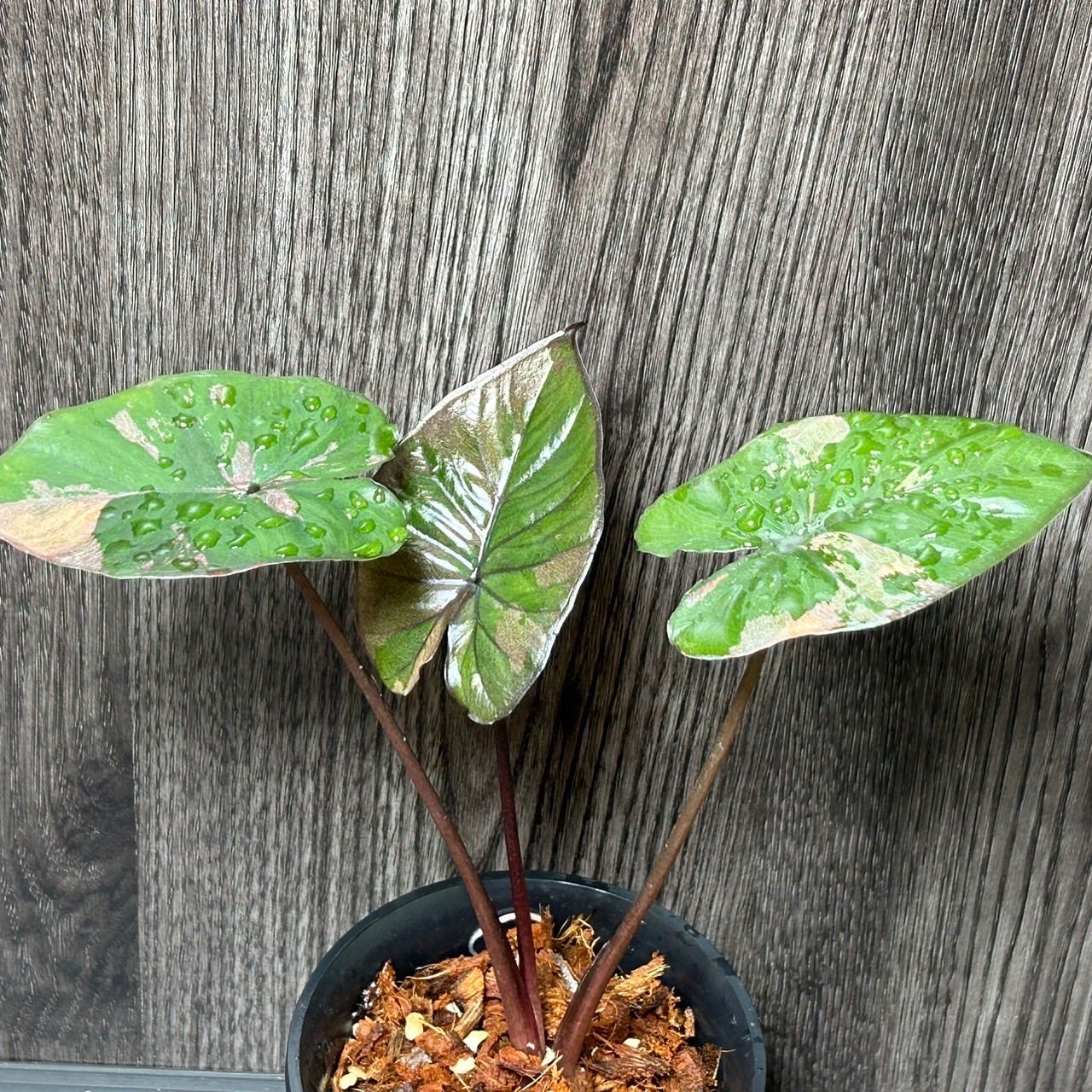 Alocasia serendipity pink variegated アロカシア