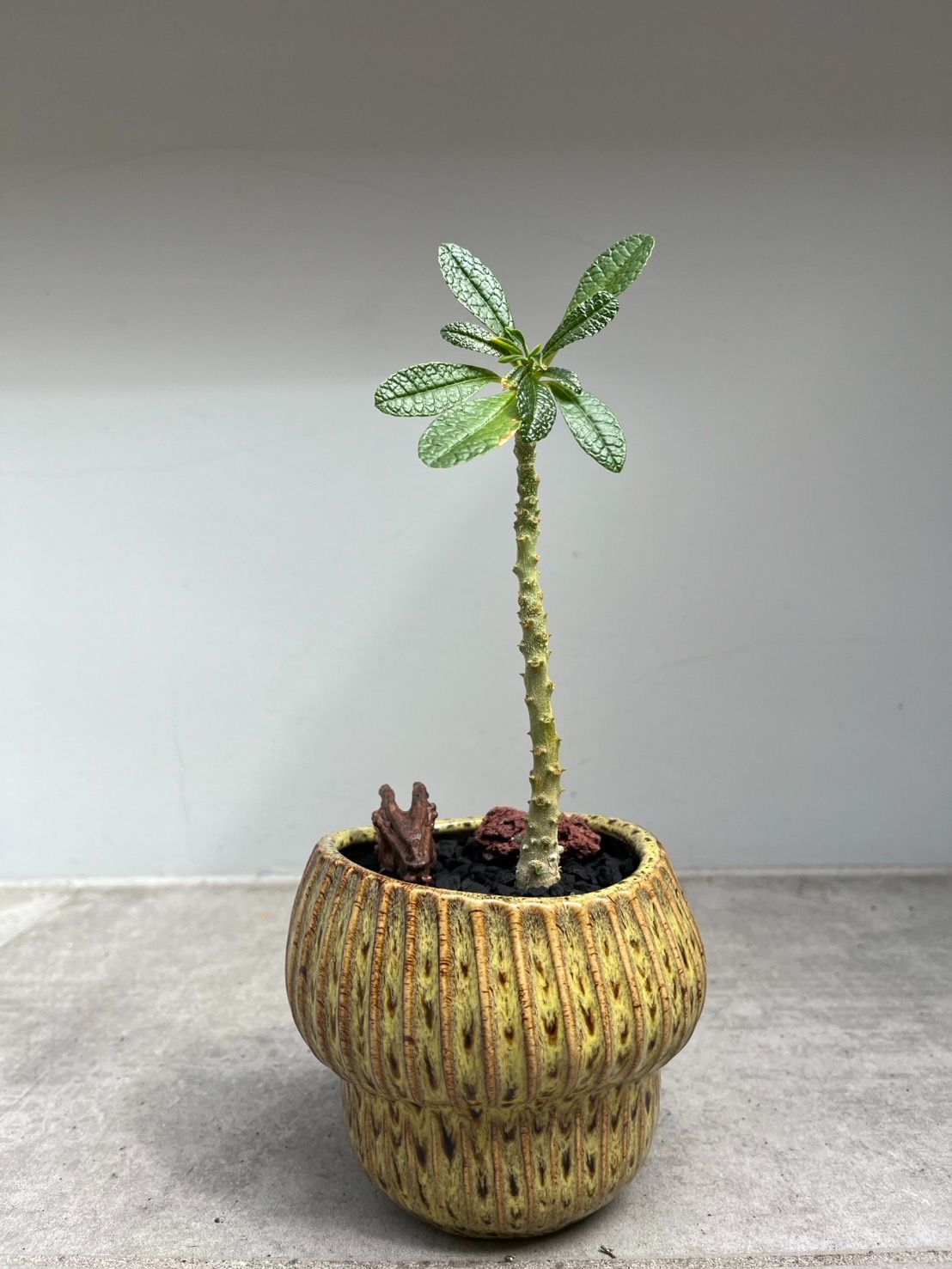 【まとめ買い】Se2601 ドルステニア ギガス 実生 ドルステニア・ギガス まとめ買い】Se2601 ドルステニア ギガス 実生