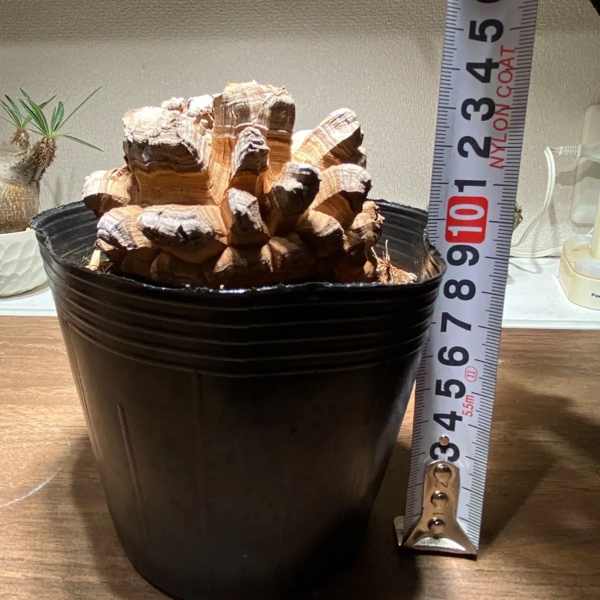 長谷川亀甲竜 4寸 キーホルダー付属 - メルカリ