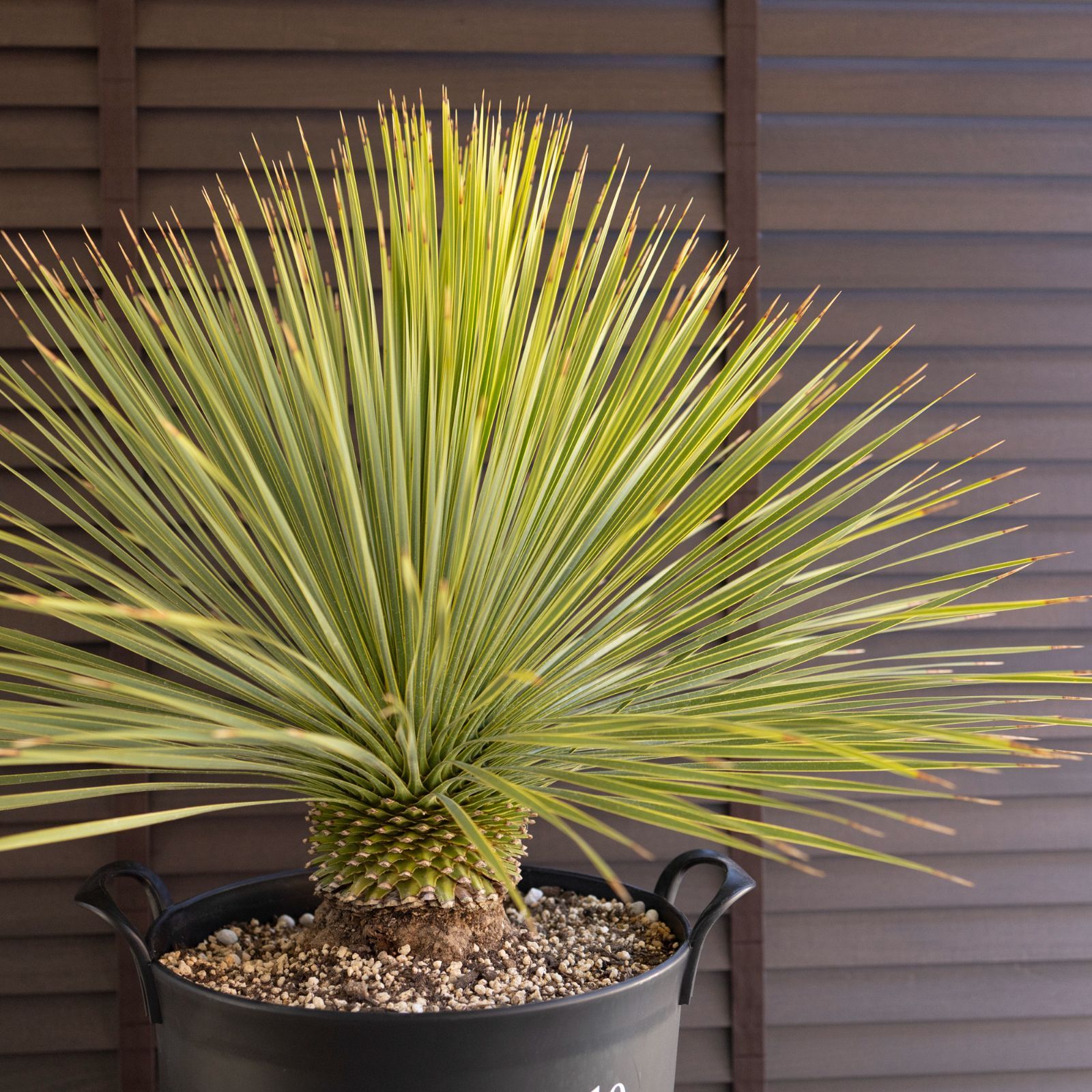 国産 ユッカ ロストラータ Rostrata 10号 細葉タイプ 庭木 観葉植物