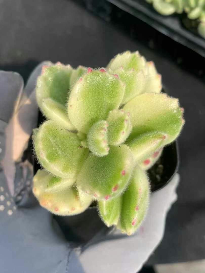 抜き苗 ホワイトベア MY280×40株 ふっくら 多肉植物 エケベリア