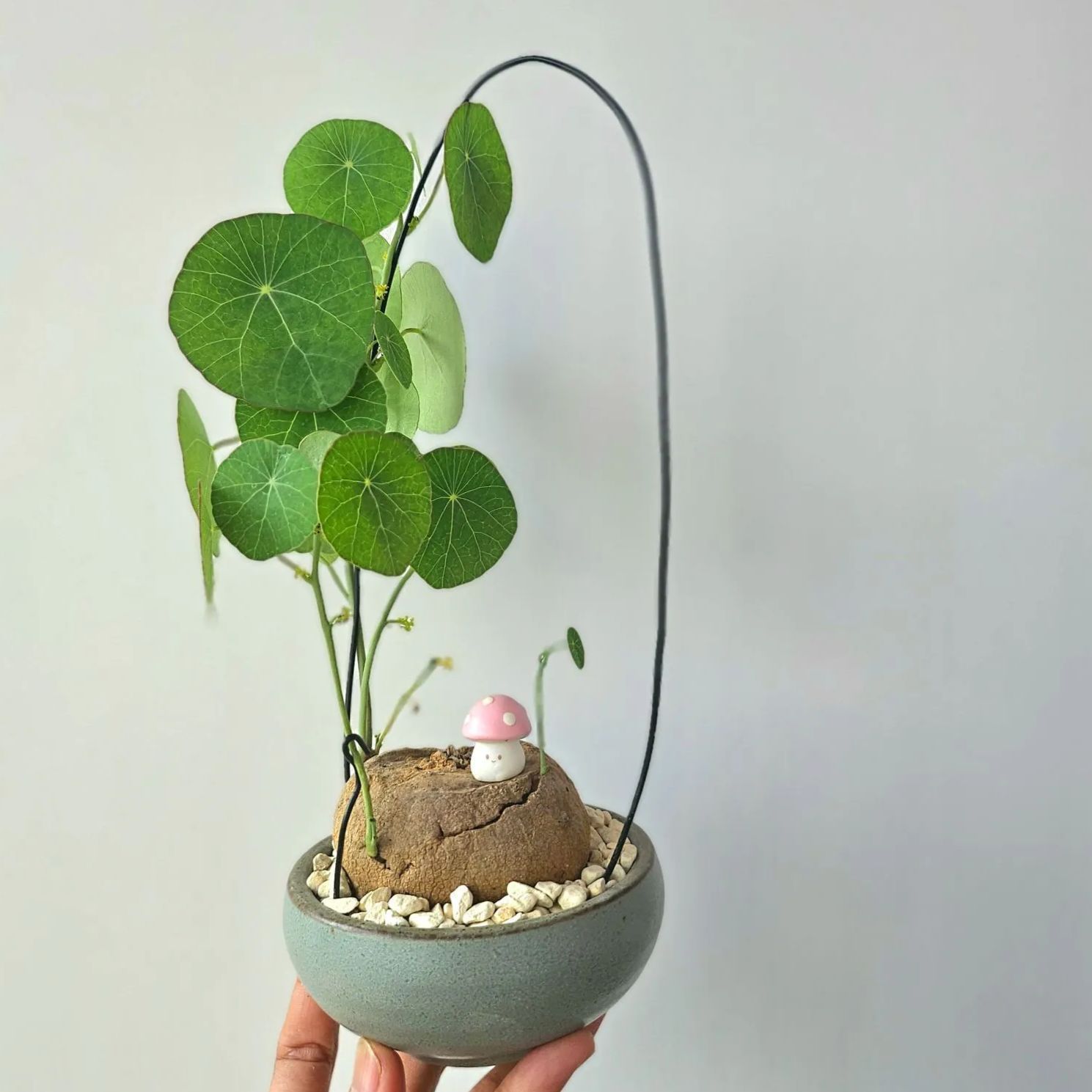 ブーファン ハエマンソイデス 現地球良株 発根済 丸株 球根植物