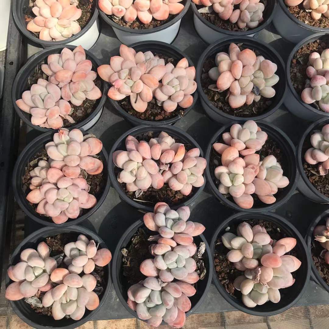 SKL1238×36 コウスイ 抜き苗 多肉植物 アエオニウム エケベリア 韓国苗 STEELWINDOWSANDDOORS_COM