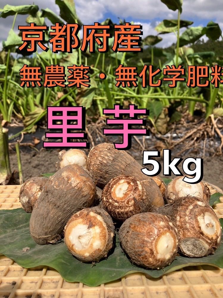農家直送！かゆくならないと評判の里芋10キロ(無箱込み)無農薬無化学