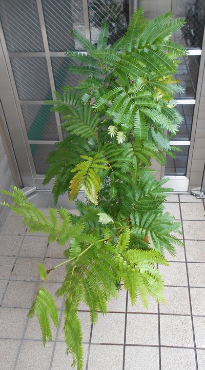エバーフレッシュの木