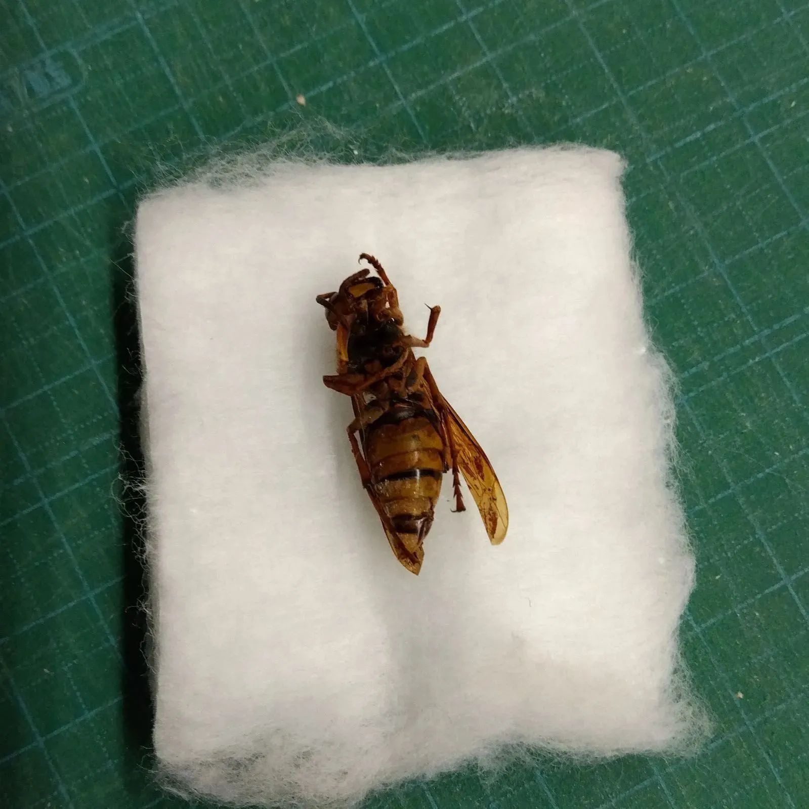 珍しい ネジレバネが寄生したキイロスズメバチ 標本 1匹 - メルカリ
