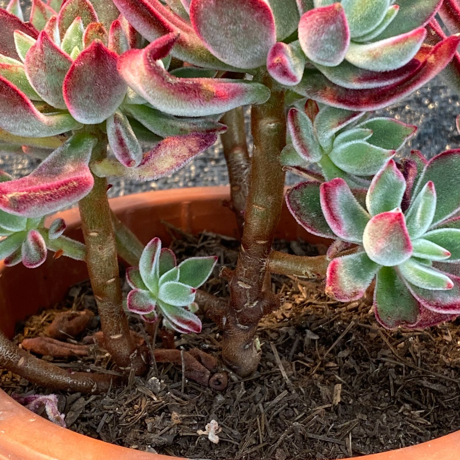 抜き苗】1鉢 ハムシー 多肉植物 第四種郵便で発送予定 エケベリア 韓国