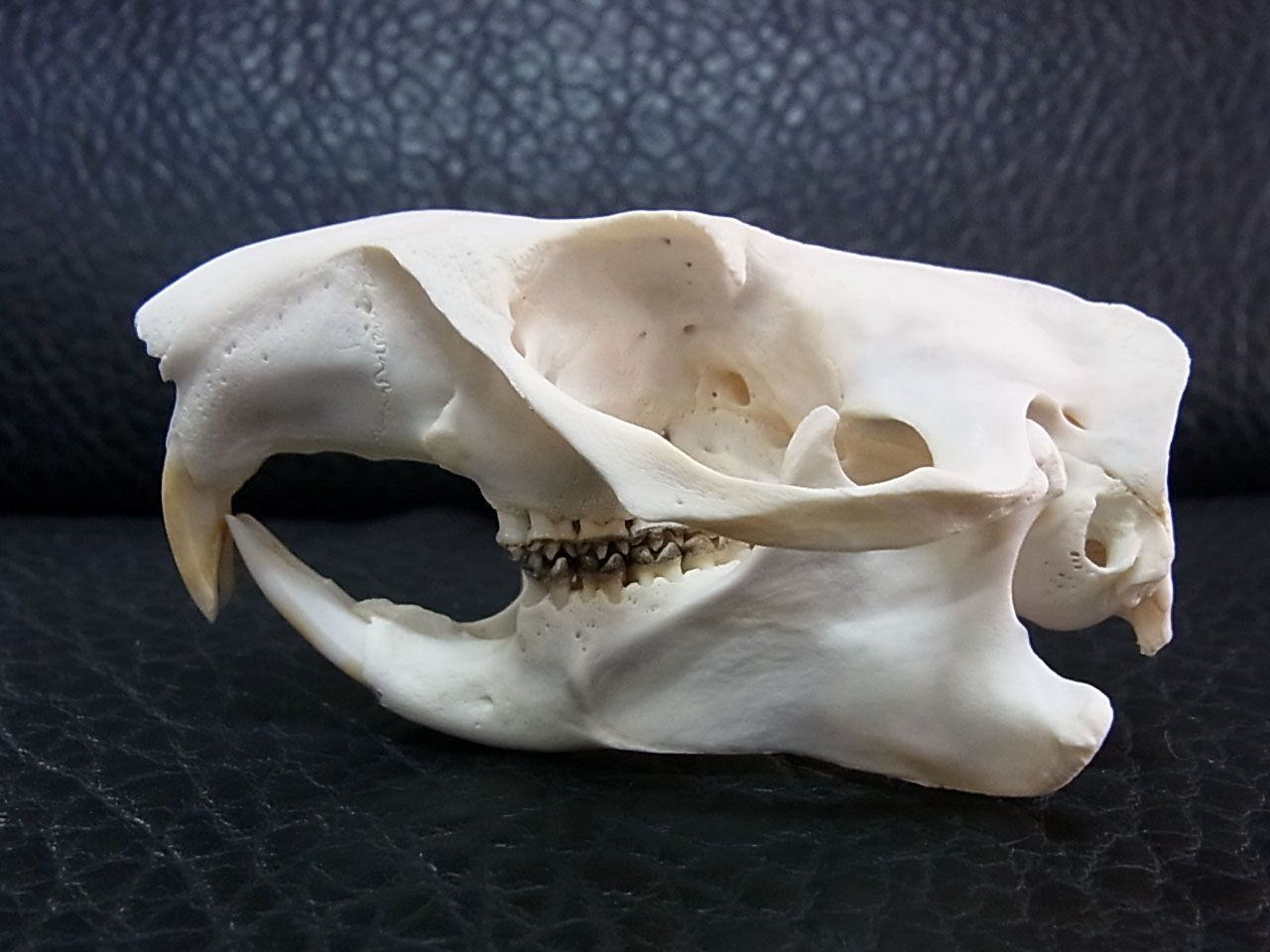 アメリカ便　ウッドチャックの頭骨 アメリカ便 ウッドチャックの頭骨 - メルカリ