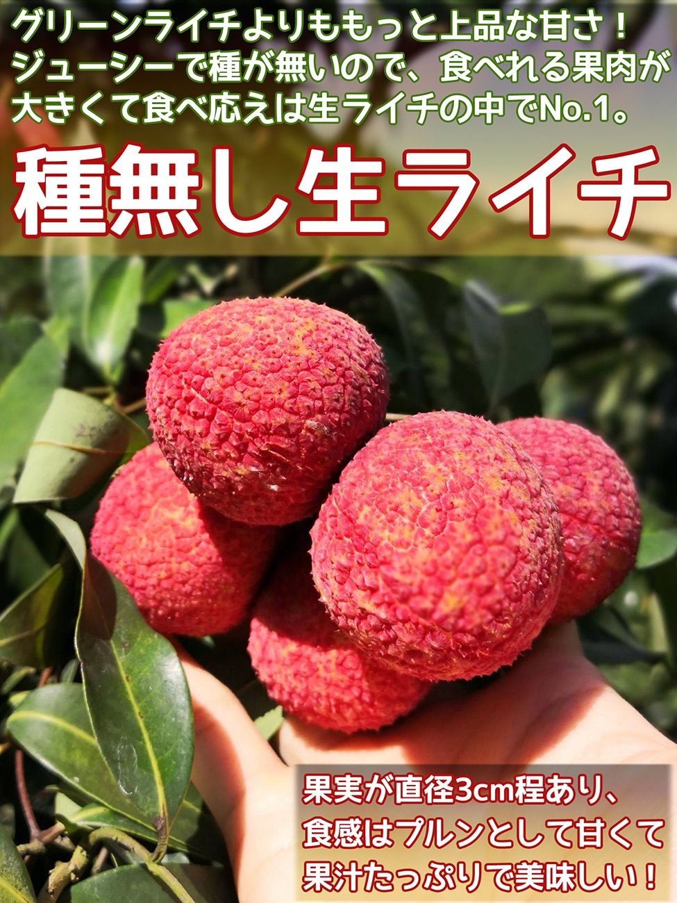 予約7月上旬 種無し生ライチ