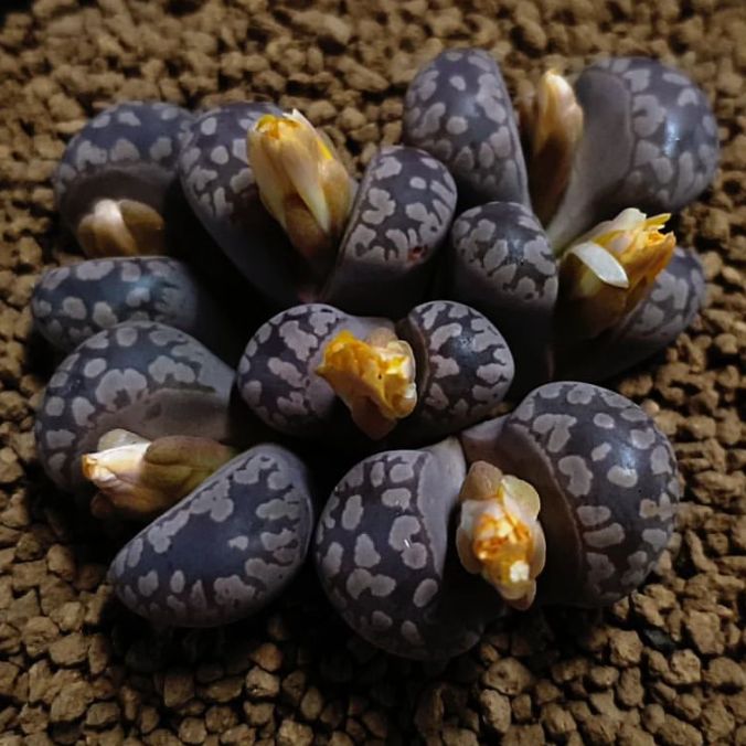 リトープス 大津絵系 キスキーグラナット 紫大津絵 Lithops otzeniana