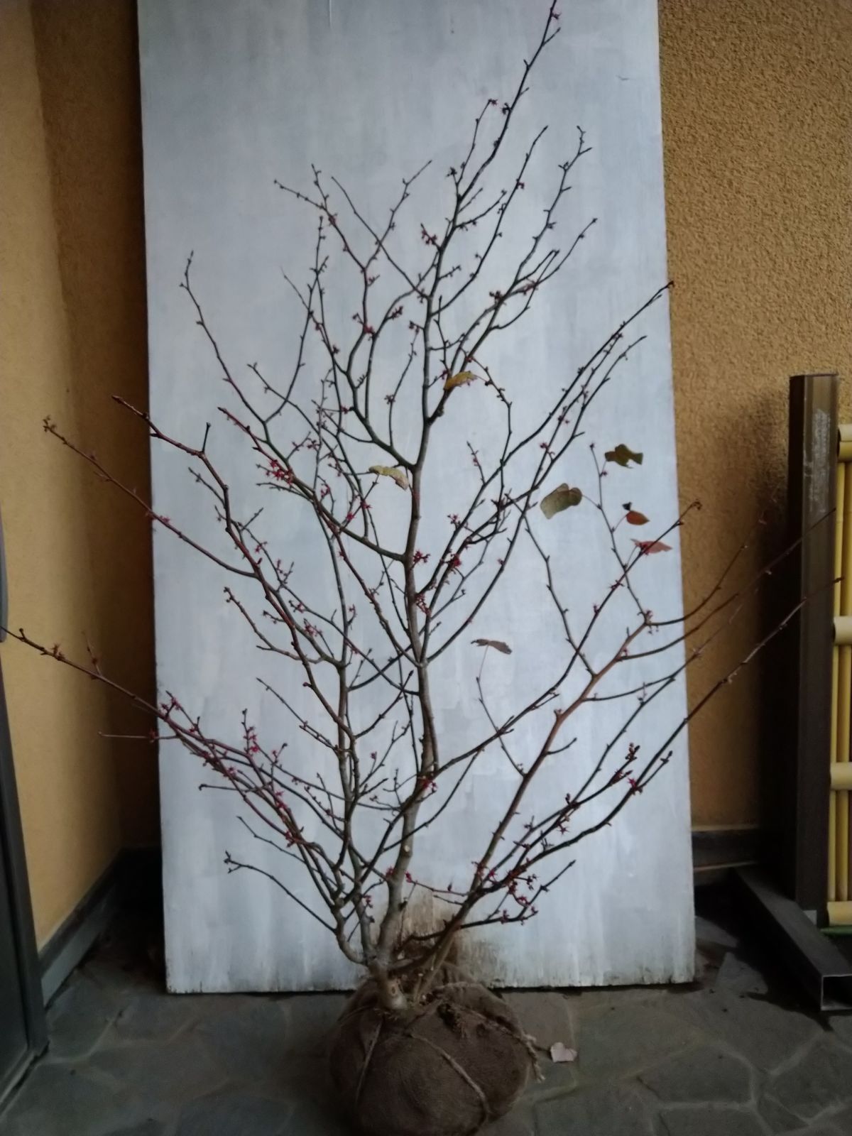 購入 ドウシシャスチールラック ZSH-12154 +ハーフシェルフ2枚付き