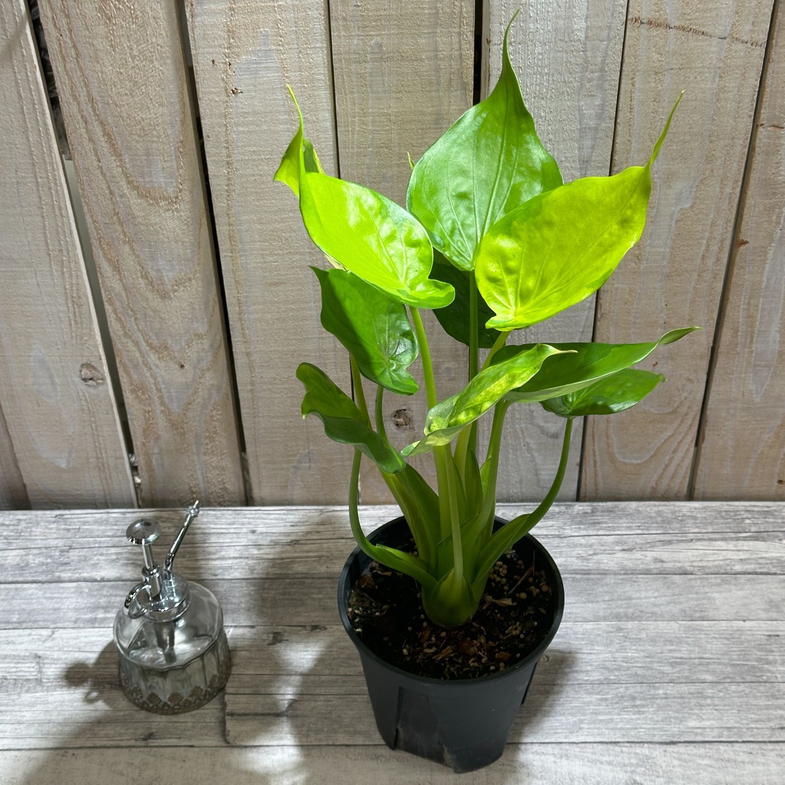 観葉植物 アロカシア ククラタ バリエガータ(斑入りシマクワズイモ) 5