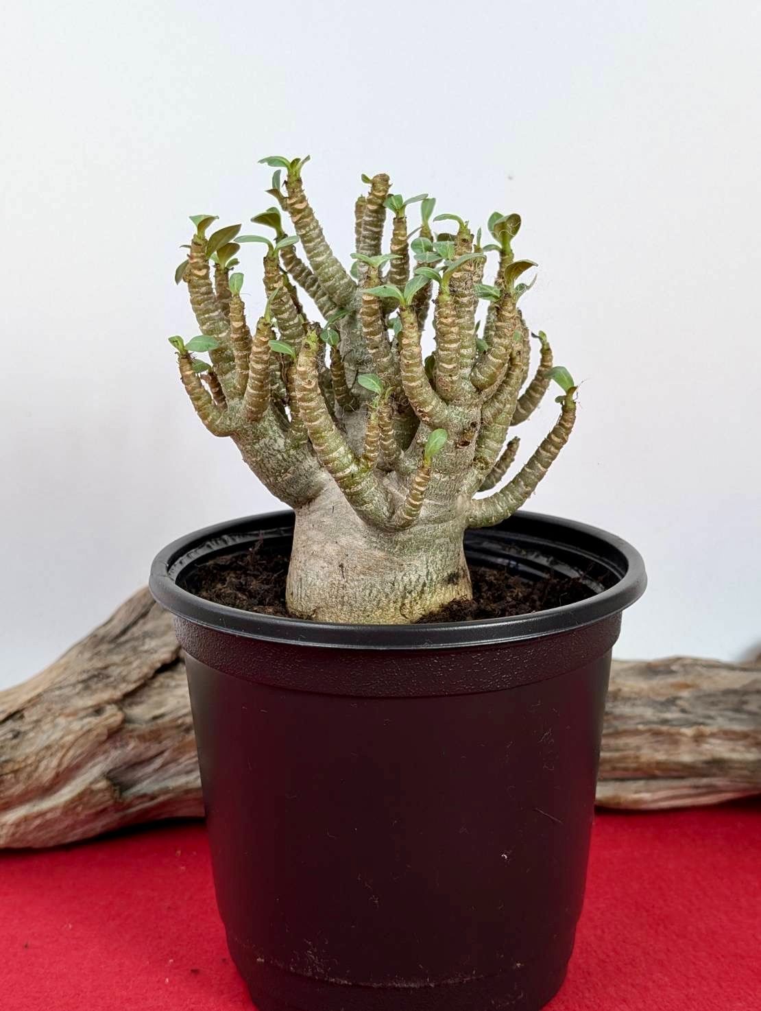 塊根植物 コーデックス アデニウム ソコトラナム 砂漠のバラ Adenium Socotranum X-49 - メルカリ