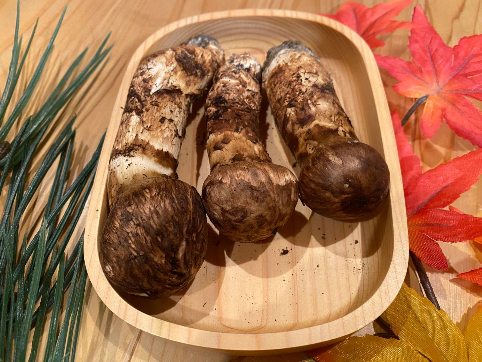 松茸　北海道　500g 訳あり　⑥　国産 カナダ・北米産 ”松茸” 約500g 開き 大きさおまかせ【予約 9月中