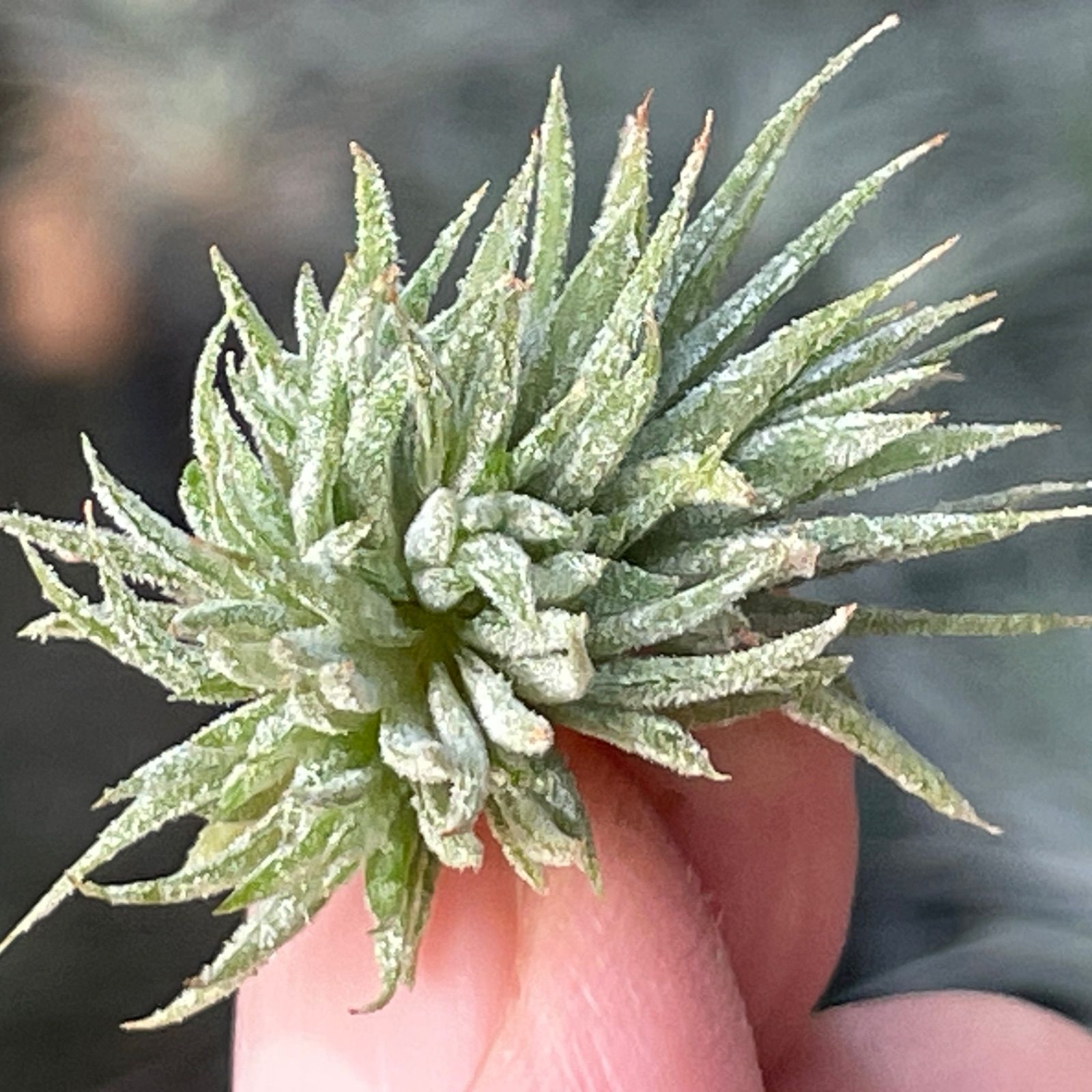 チランジア イオナンタ モンストローズ Tillandsia ionantha Monstrose