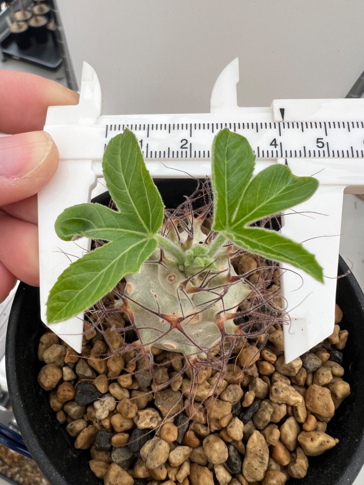 パキポディウム　グラキリス　サイズM pachypodium gracilius《大きめM size》※現地球株発根済※成長点潰れ&