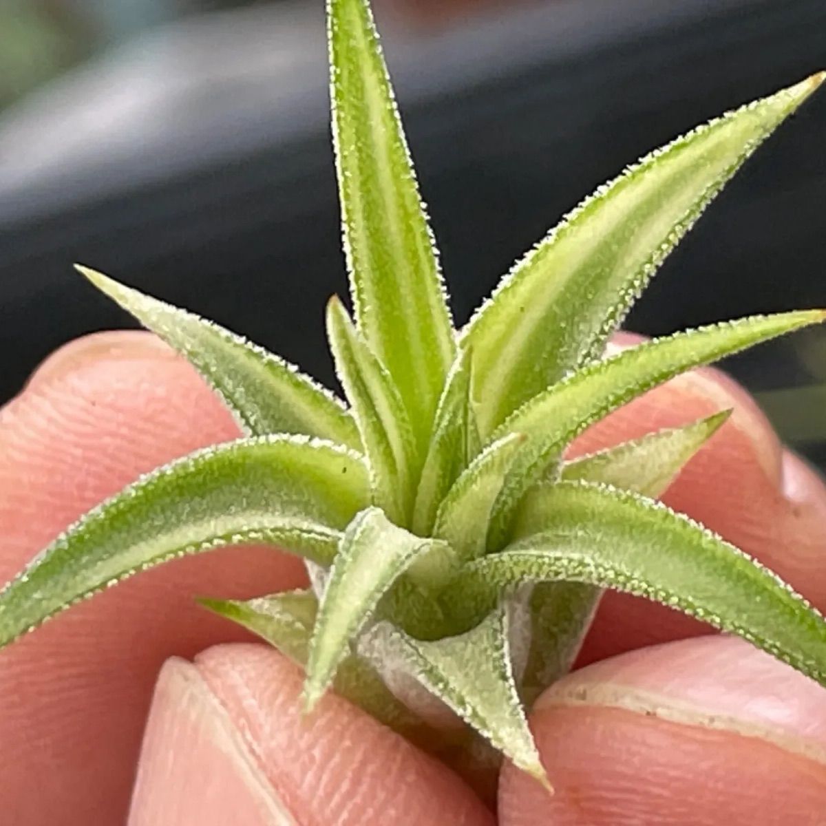 3φ×3]チランジア イオナンタ アルボマルギナータTillandsia ionantha 
