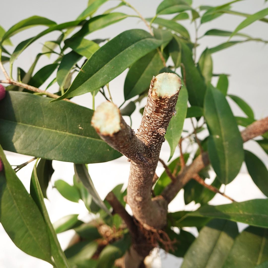 一点物】フィカス・アムステルダムダムキング 10号 高さ約165cm No.96