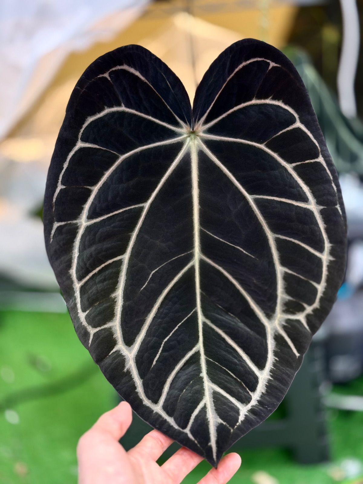 アンスリウムカーラブラッキーアイハイブリッド Anthuroom】Anthurium papillilaminum hybrid var. x carlablackiae