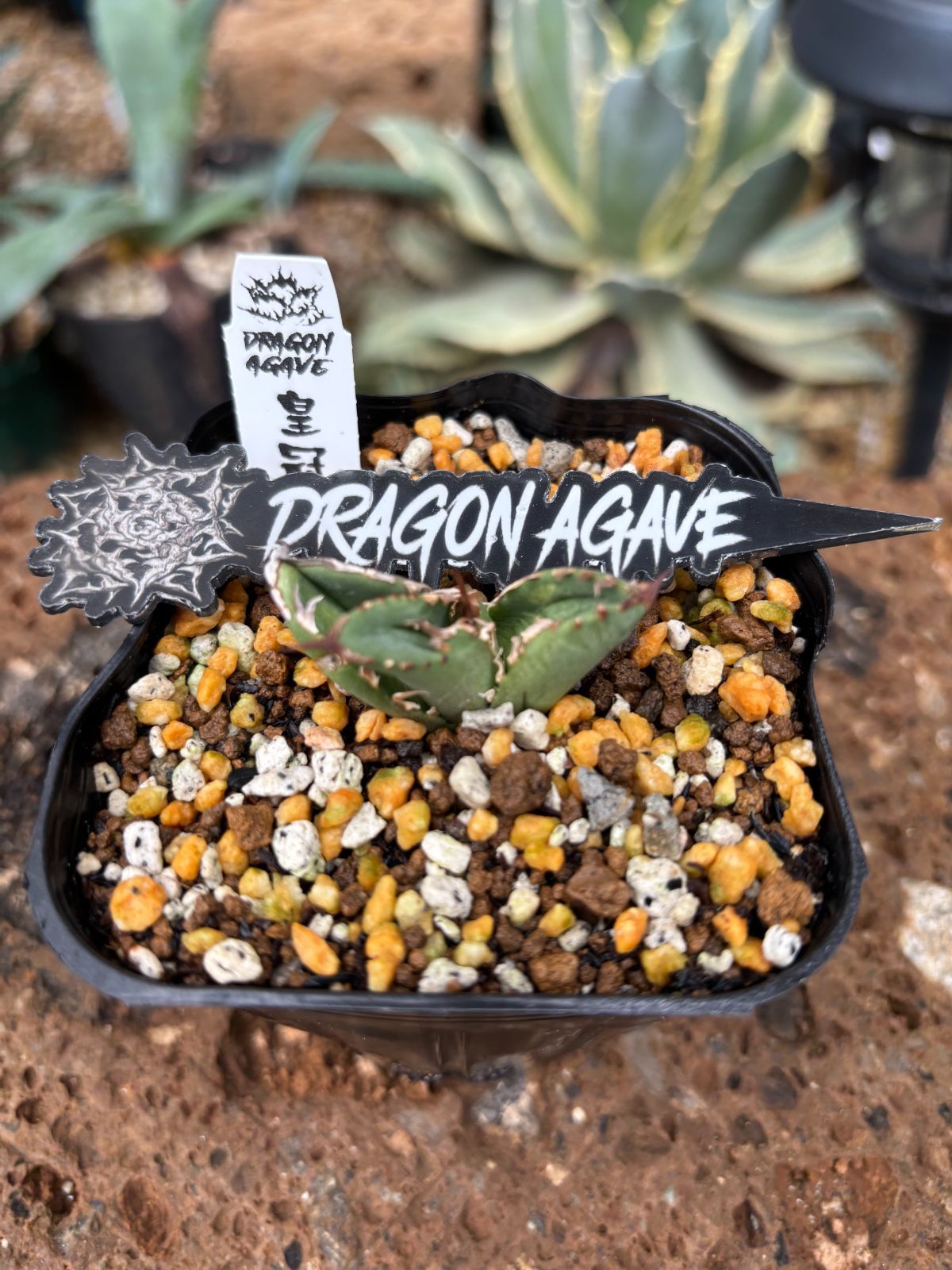 AGAVE TITANOTA CJブツブツ株】台湾株 アガベ チタノタ 子株