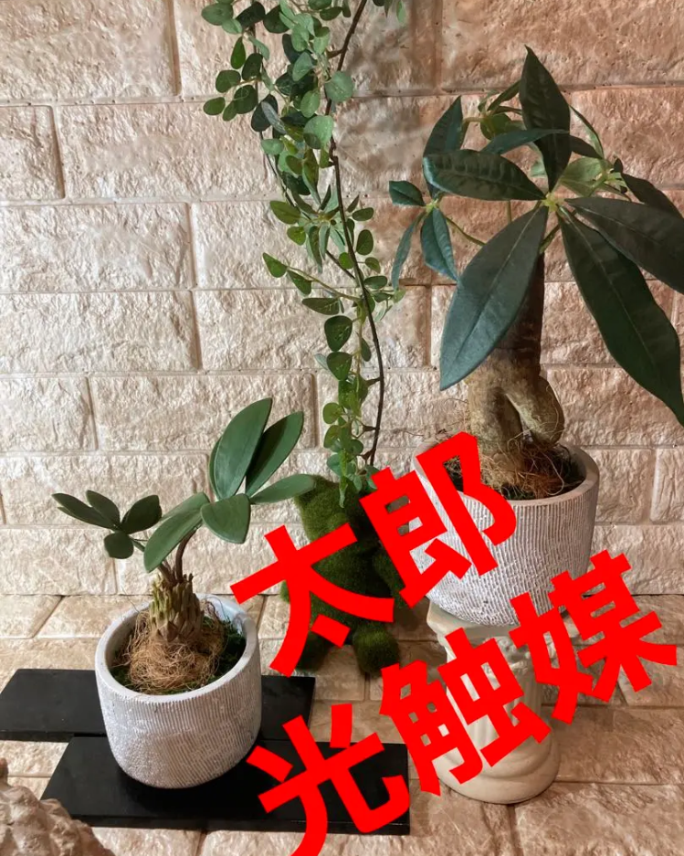 光触媒 人工観葉植物 ウォールグリーン フェイク トロピカルと太足