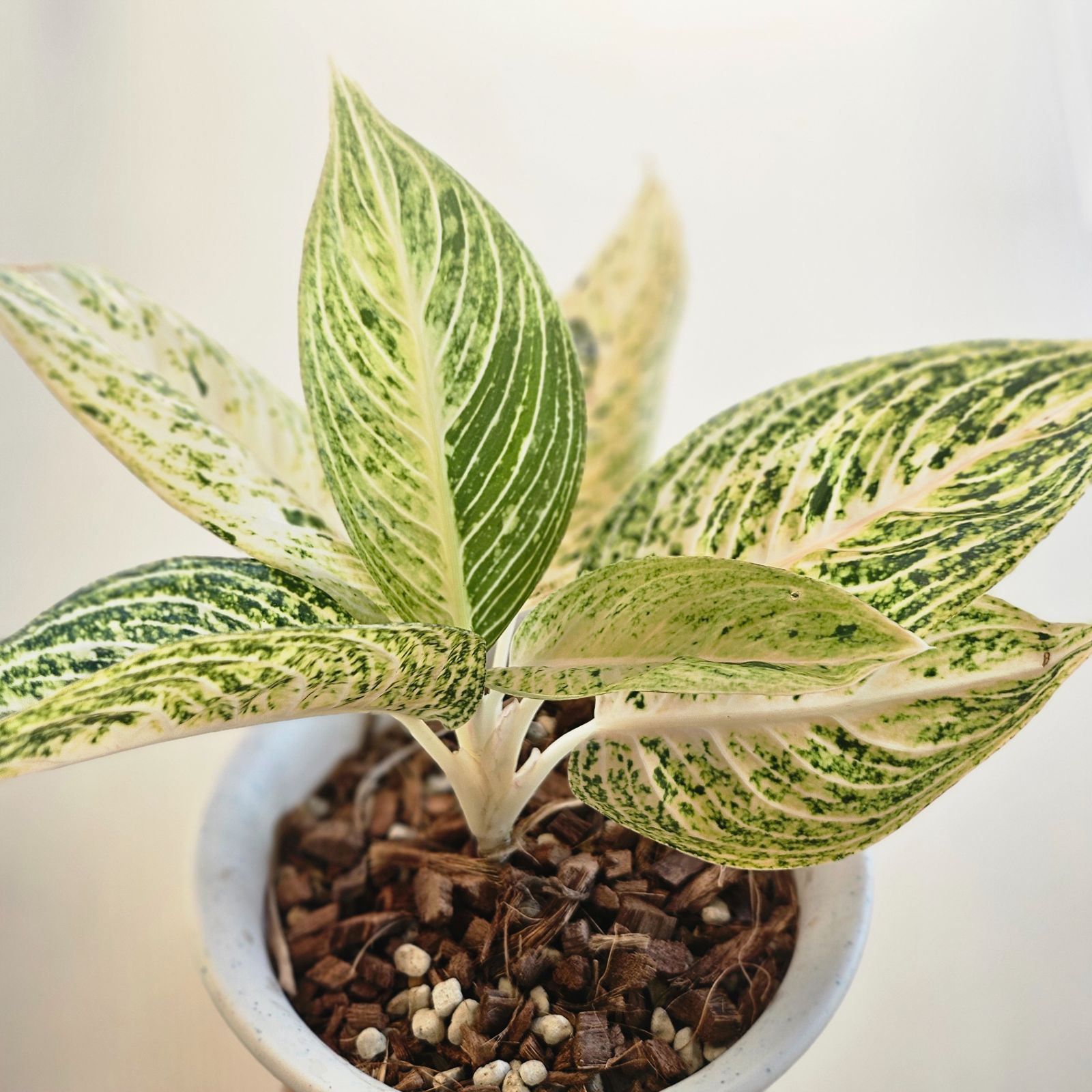 アグラオネマ Sp. ホワイトレガシー》 Aglaonema Sp. 'White Legacy