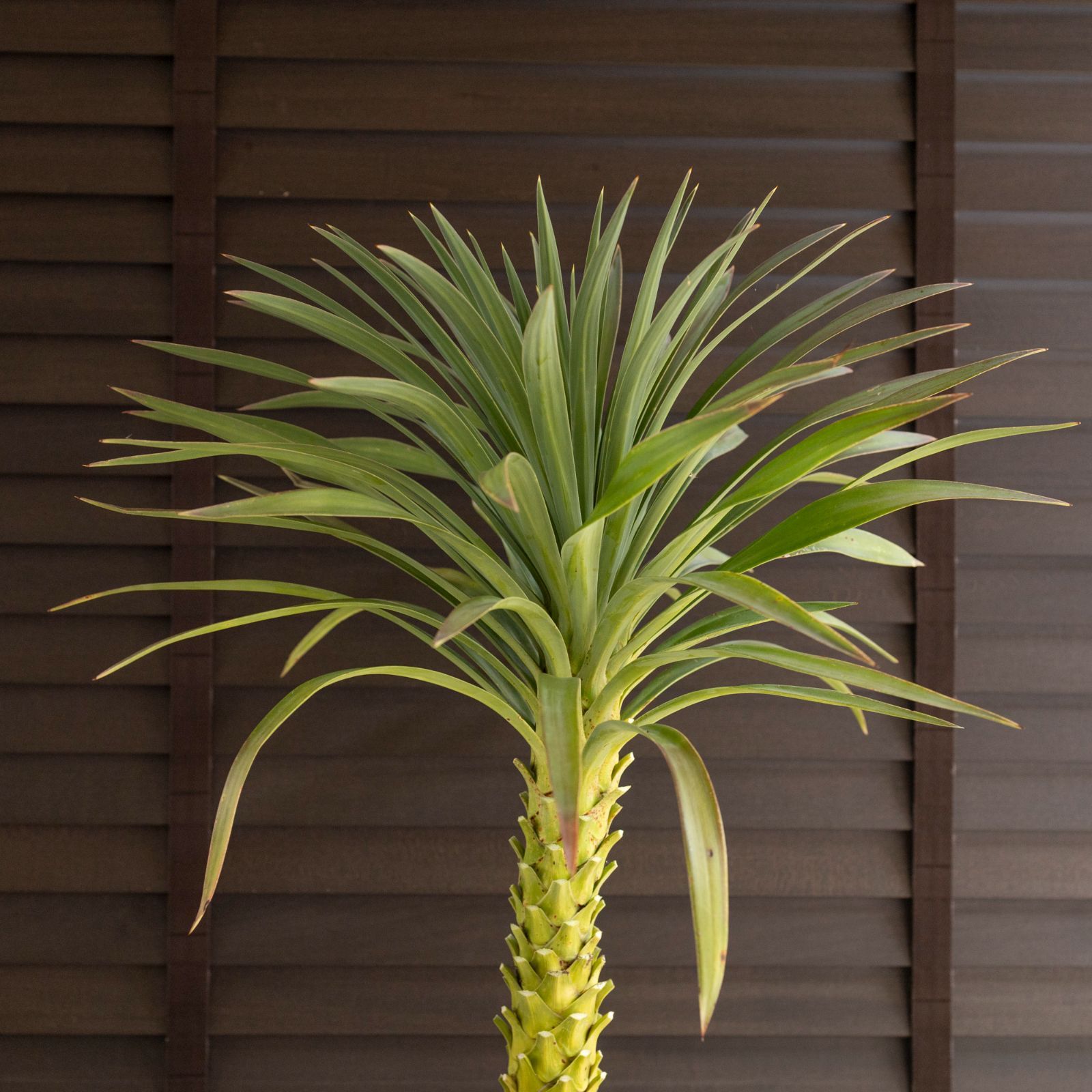 ユッカ マルデヌベスロストラータ 発根済み ユッカ マルデヌベス ver