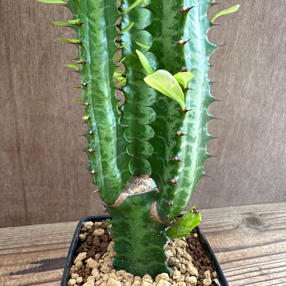 ユーフォルビア5種セット Euphorbia 現品 観葉植物 観葉 植物 珍奇