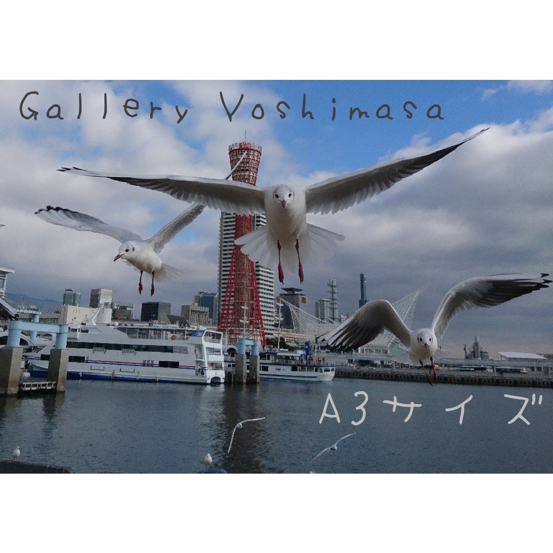 みなと神戸に咲く華 「ユリカモメ」 A3サイズ光沢写真横  写真のみ  送料無料 みなと神戸に咲く華 「ユリカモメ」 A3サイズ光沢写真横 写真のみ 送料無料