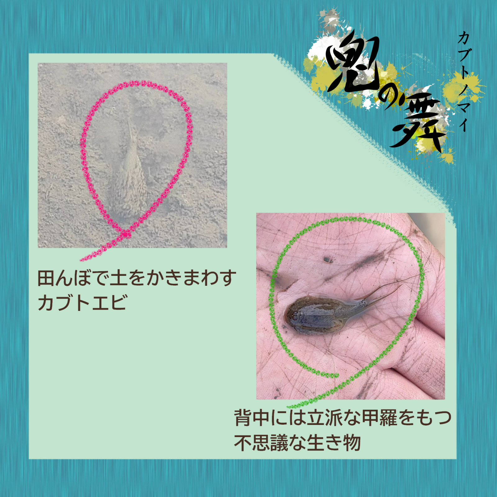 ～兜の舞～農薬不使用 カブトエビ農法 玄米or精米 5kg