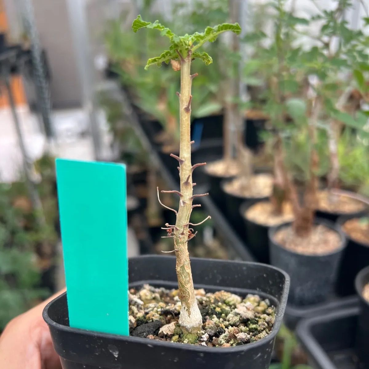ボスウェリア サクラ Boswellia 美株