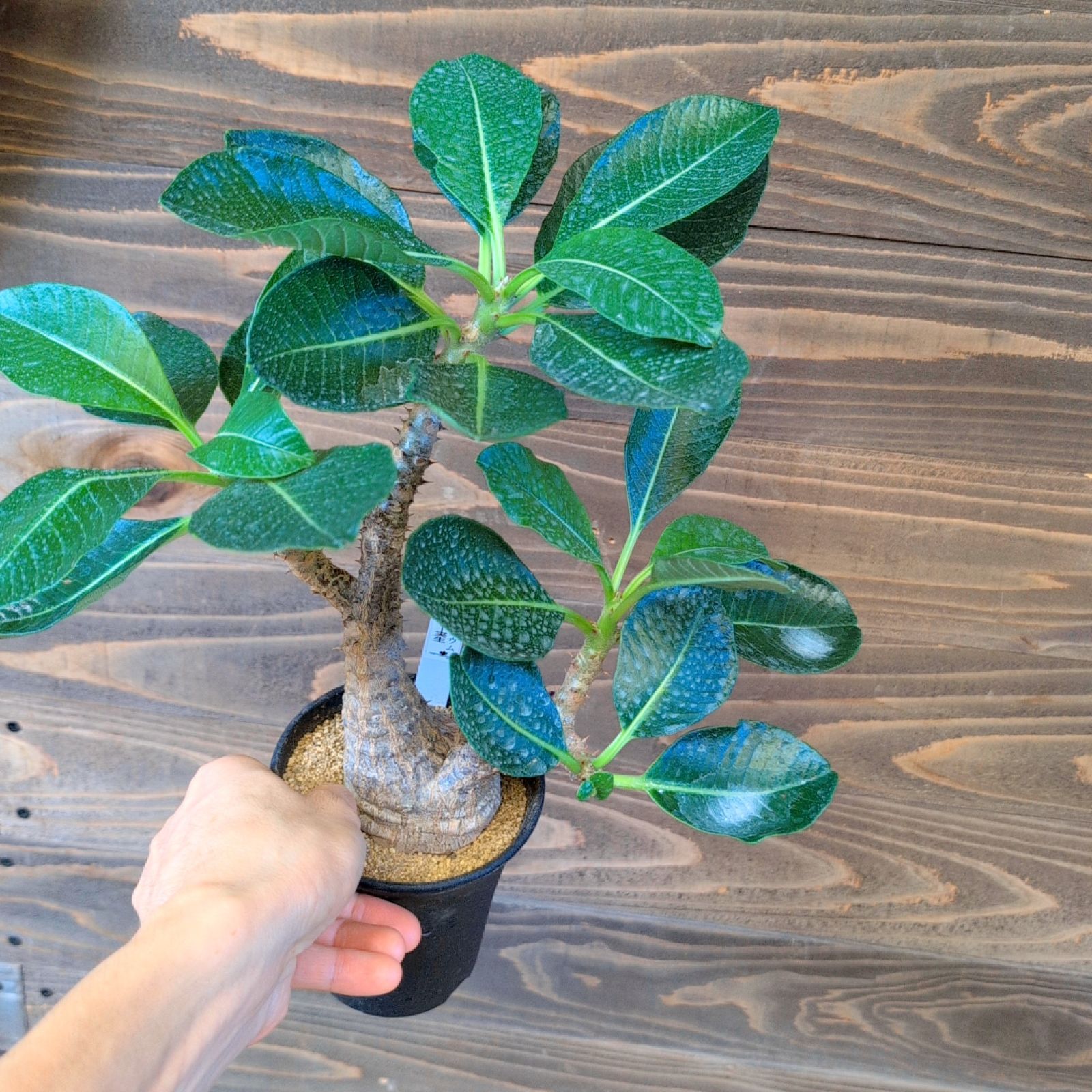 パキポディウム ウィンゾリー 【 現品 】実生 鉢のまま発送 - メルカリ