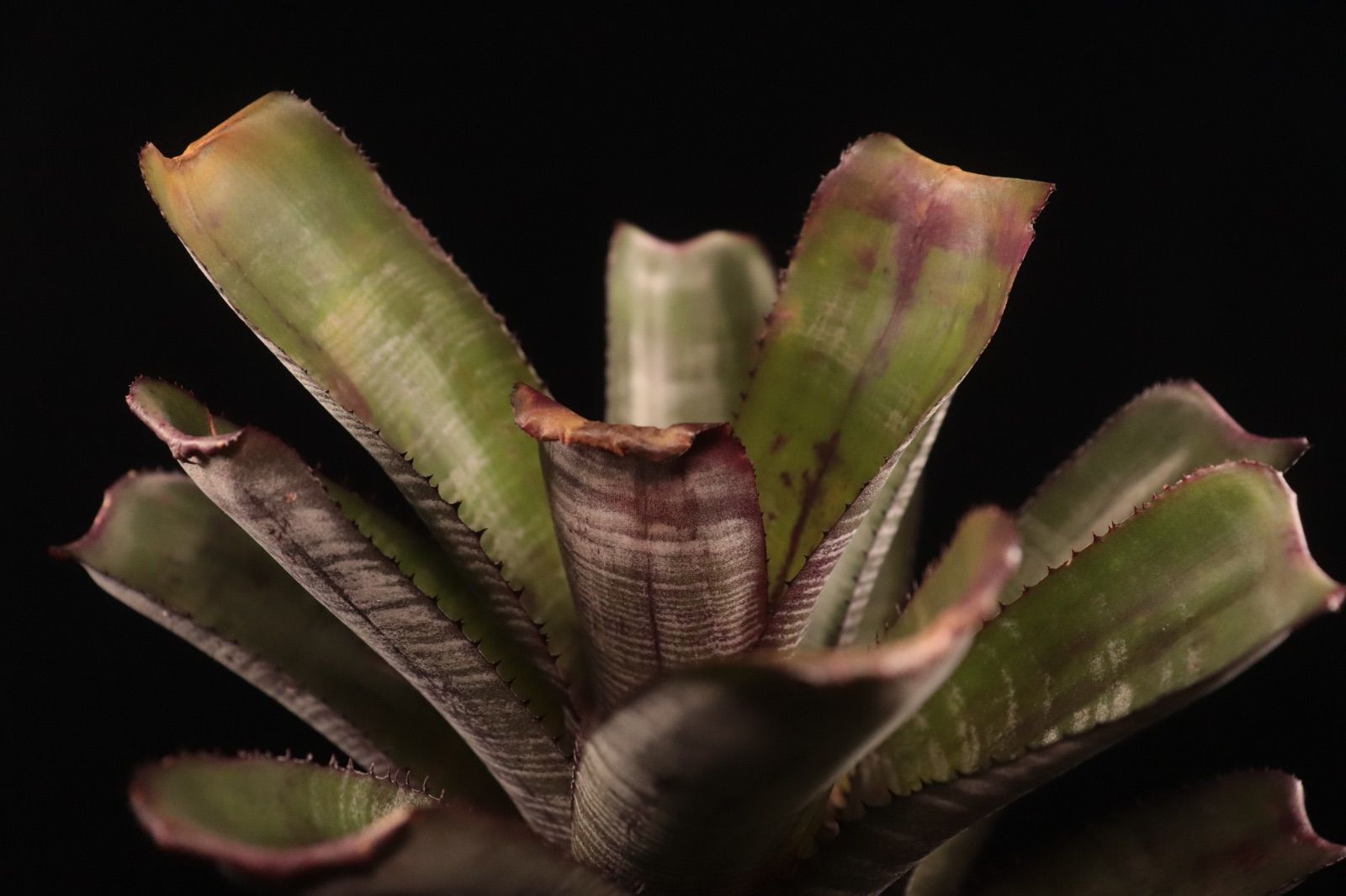 送料無料】Billbergia 'Arribella'〔ビルベルギア〕現品発送B300