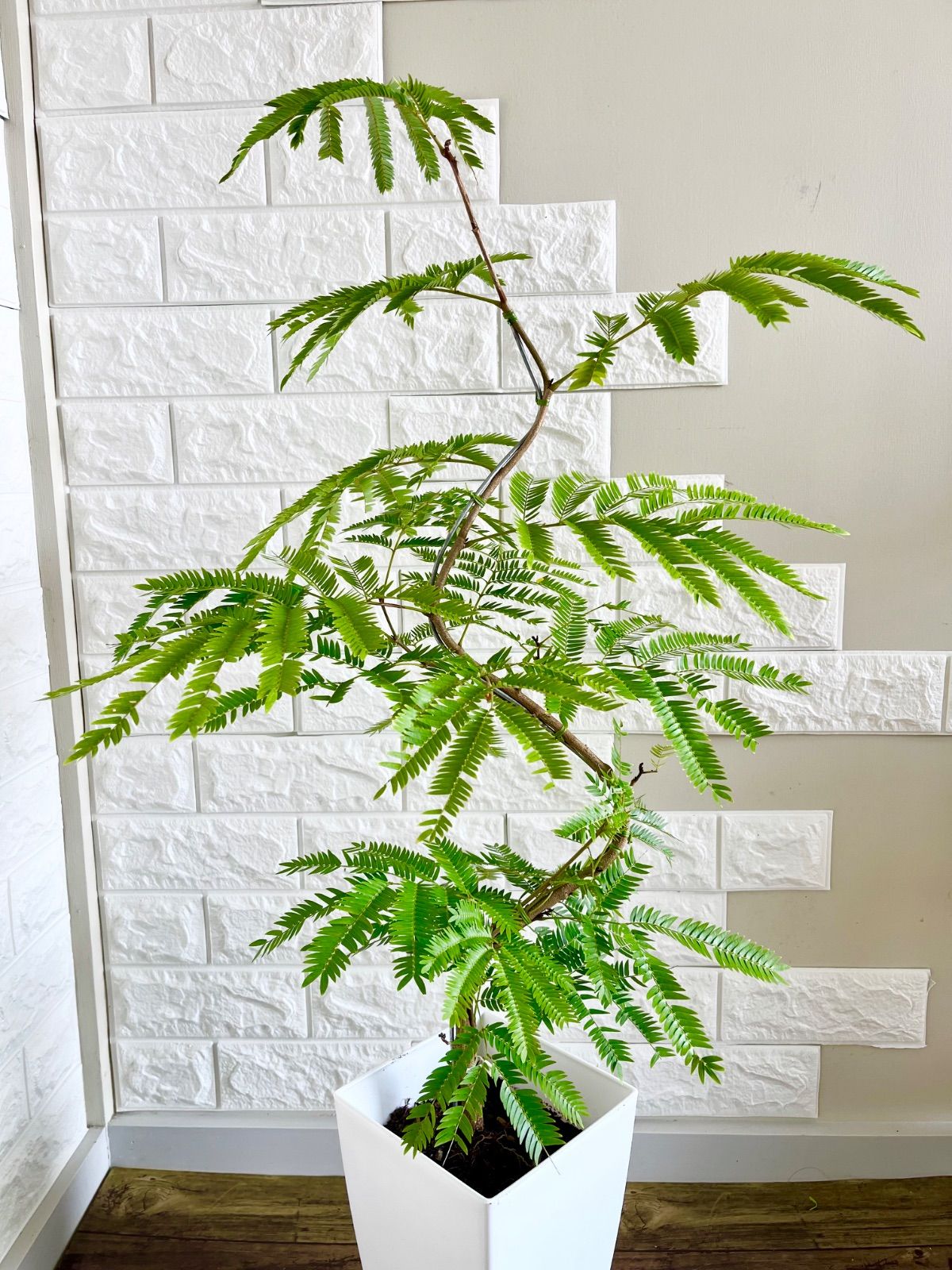 408. エバーフレッシュ ネムノキ 曲がり 沖縄産 観葉植物 大型 【公式