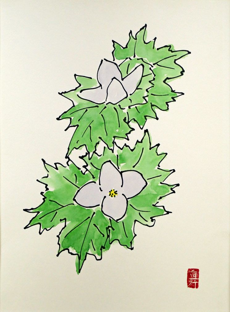 坂本直行　ふきのとう　水彩画　真作　六花亭　銘菓　貴重　北海道 坂本直行ふきのとう水彩画真作六花亭銘菓貴重北海道
