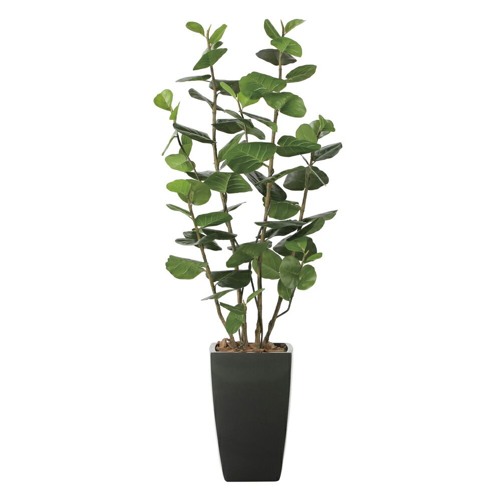 エケベリア ⭐️ホーリンゼ逆交配⭐️ 希少 美品 実生、幼苗発根済み