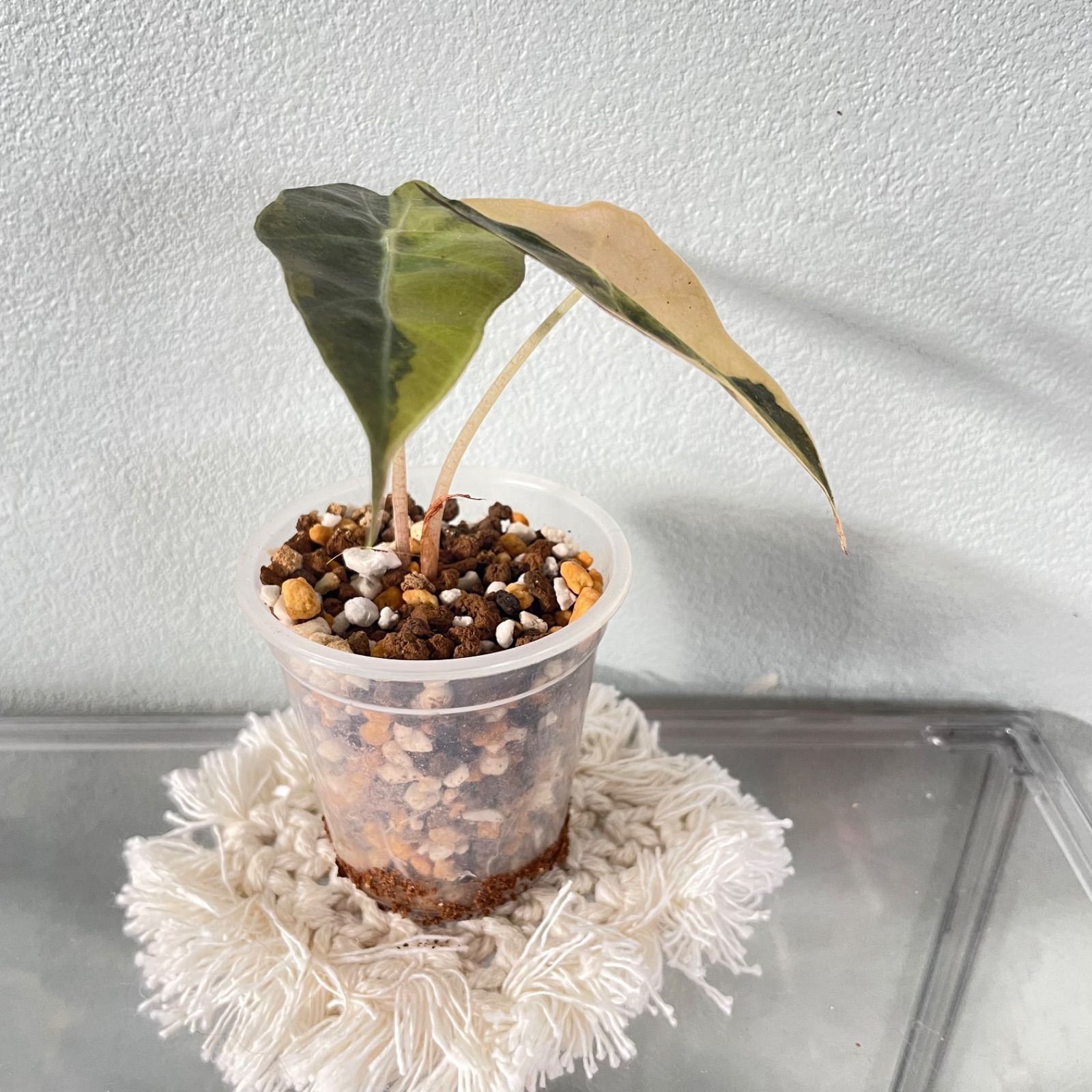 レア】アロカシア サンデリアナ ブル オーレア 斑入りAlocasia