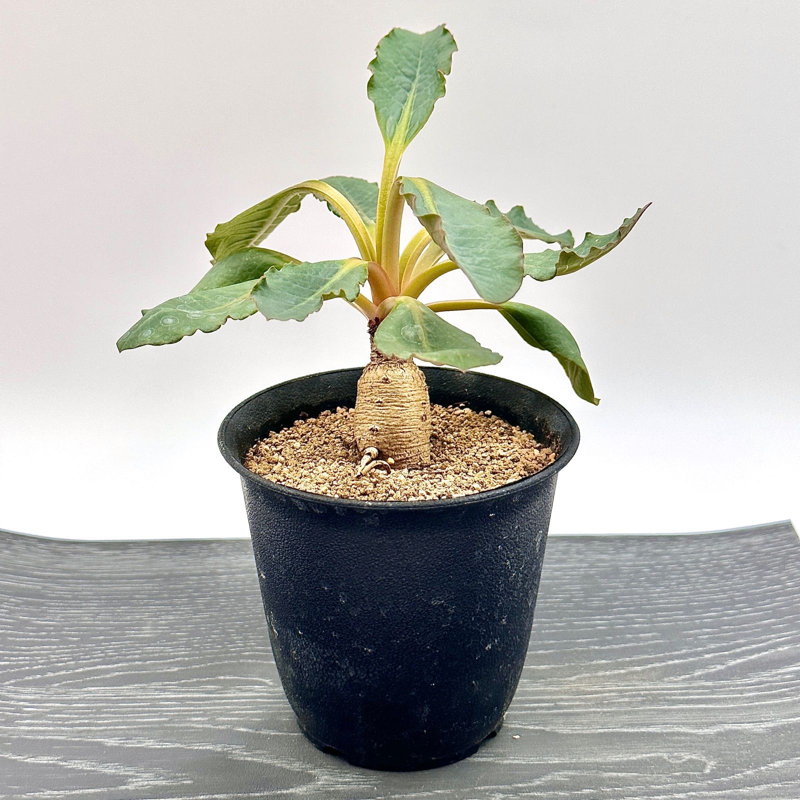 ユーフォルビア モラティー 実生 ユーフォルビア モラティー