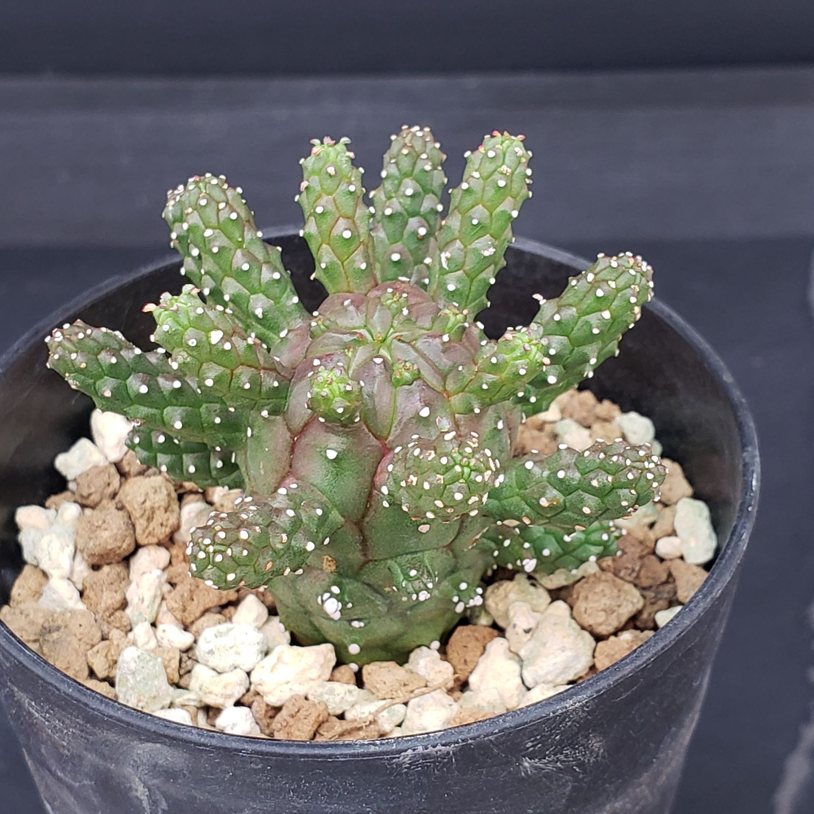 ユーフォルビア　ガムケンシス　塊根植物　コーデックス　パキポディウム ユーフォルビア ガムケンシス 実生 コーデックス 塊根植物