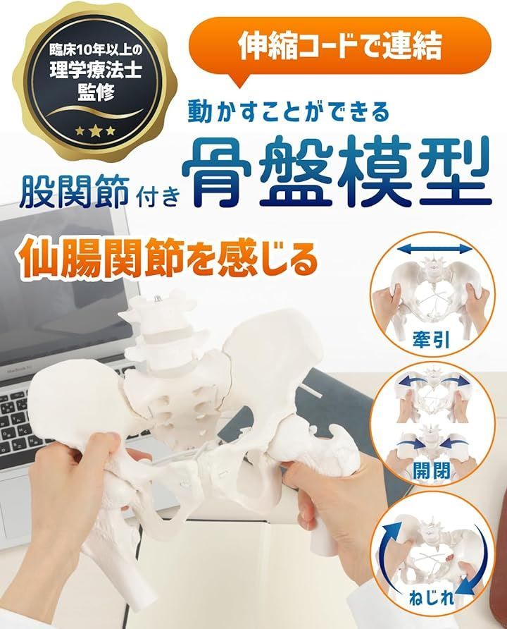 KIYOMARU グイッと動かせる大腿骨付き骨盤模型