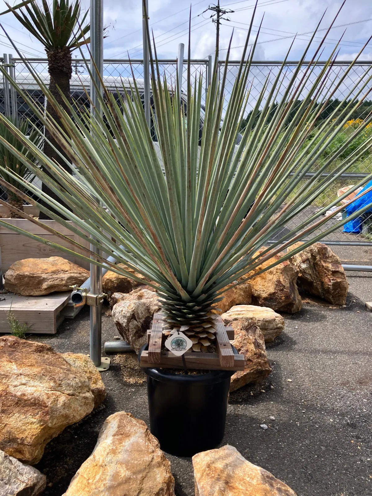 2025年最新】ユッカ マルデヌベスの人気アイテム - メルカリ