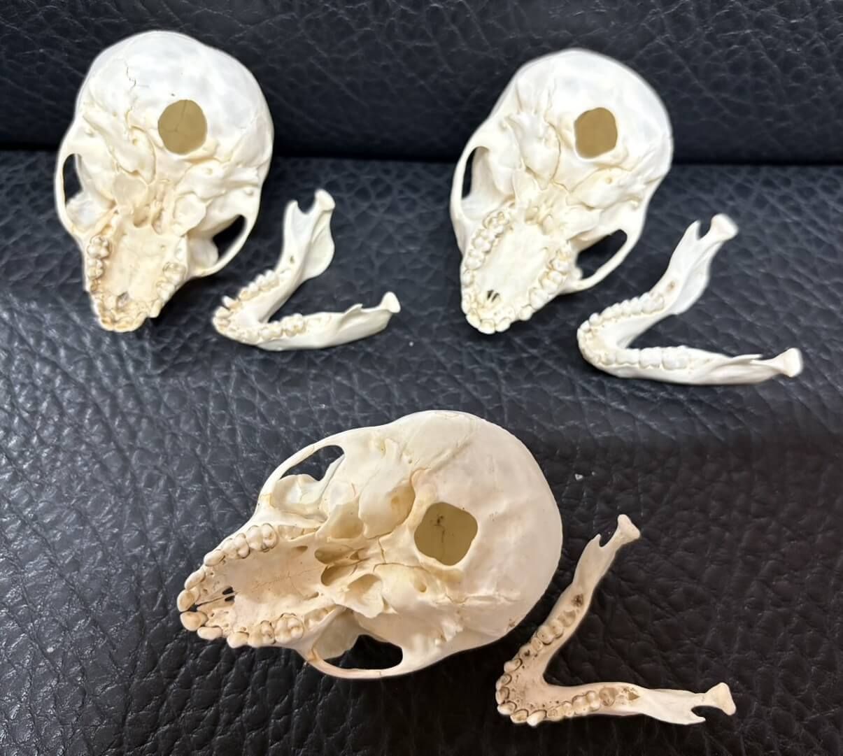 カニクイザル（幼獣） Crab-eating Macaque　頭骨 カニクイザル（幼獣） Crab-eating Macaque 頭骨 - メルカリ